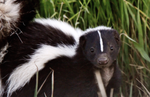 Between A Skunk And A Hard Place